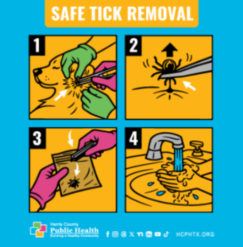 SAFETICKRMVL_WEBGFX_MVCD_2026639086761070474206